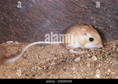 Le Rat kangourou Merriam Banque D'Images