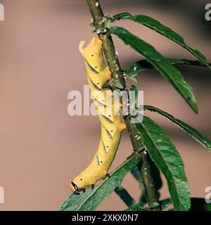 DeathÕs-Head Hawk-MOTH - larve Banque D'Images