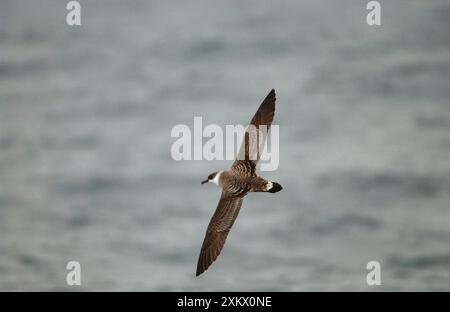 Great Shearwater - en vol au-dessus de l'eau Banque D'Images