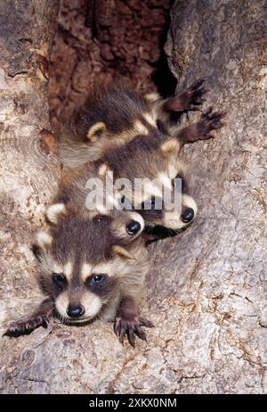 Raton laveur - les petits s'aventurent hors du nid de la tanière des arbres Banque D'Images