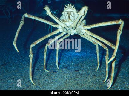 CRABE araignée japonais géant - WorldÕs plus grand arthropode Banque D'Images