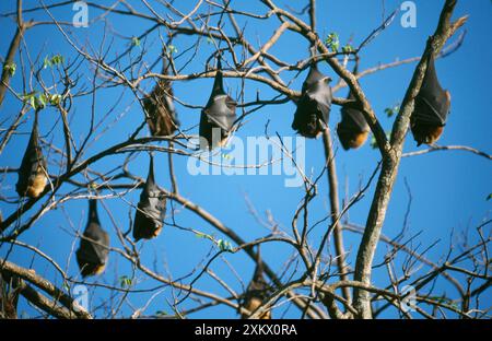 RENARDS volants / chauves-souris aux fruits Banque D'Images