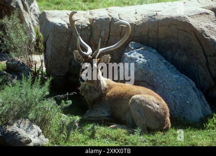 Cerf d'ELD / cerf à faux sourcils / Thamin - mâle, couché Banque D'Images