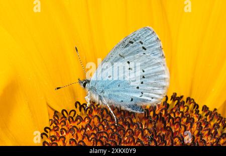 Holly Blue BUTTERFLY - sur le tournesol Banque D'Images