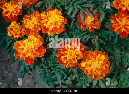 African Marigold - gros plan Banque D'Images