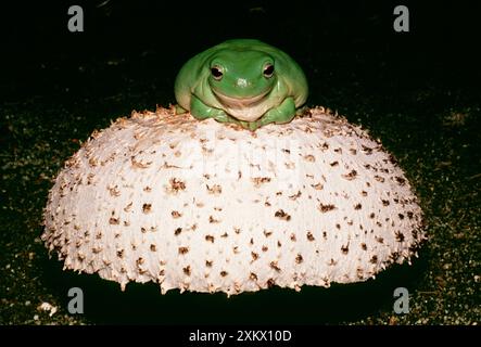 WhiteÕs / Australian Tree Frog - sur champignon Banque D'Images