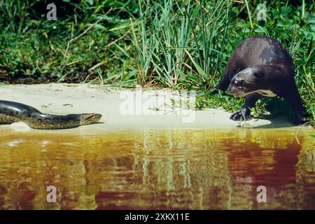 ANACONDA verte et loutre géante (Pteronura brasiliensis) Banque D'Images