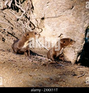 LOUTRE géante - deux chiots assis sur la rive Banque D'Images