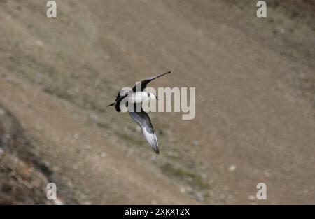 Arctic Skua / parasite Jaeger - en vol Banque D'Images