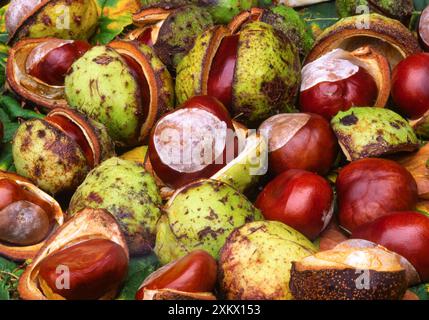 Horse Chestnut tree - masse de conkers Banque D'Images