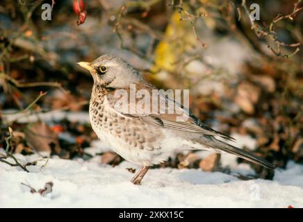 FIELDFARE - dans la neige Banque D'Images