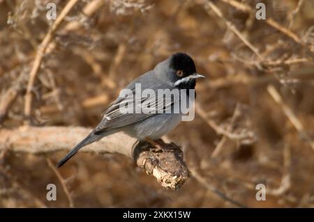 RuppellÕs Warbler - mâle sur la branche Banque D'Images