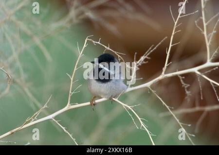 RuppellÕs Warbler - mâle sur la branche Banque D'Images