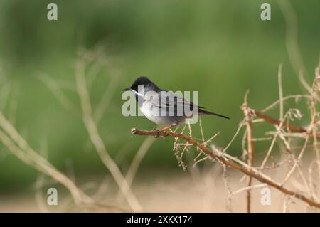 RuppellÕs Warbler - mâle sur la branche Banque D'Images