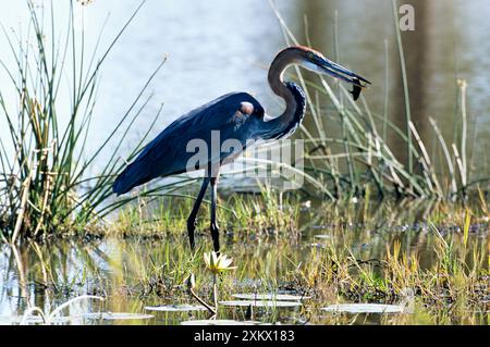 Goliath HERON - avec des poissons en bec Banque D'Images