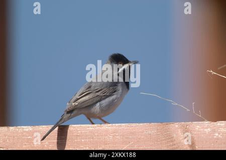 RuppellÕs Warbler - sur la branche Banque D'Images