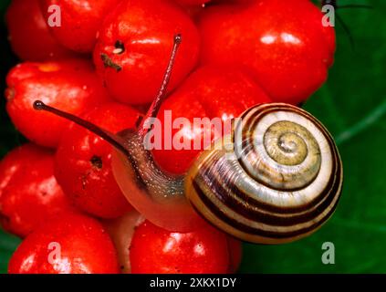 ESCARGOT bandé à lèvres blanches / escargot de Humbug - sur brillant Banque D'Images