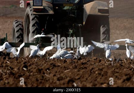 Aigrettes de bétail - après tracteur, novembre Banque D'Images
