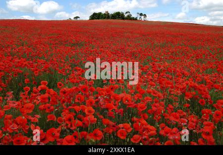 Coquelicots communs - masse en dépôt, avril Banque D'Images