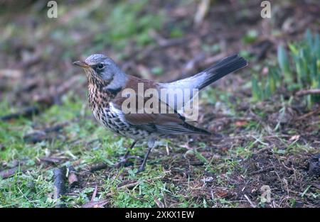 Fieldfare - sur le terrain en hiver Banque D'Images