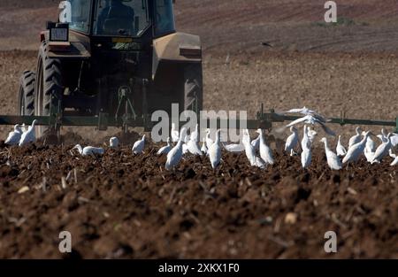 Aigrettes de bétail - après tracteur, novembre Banque D'Images