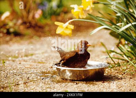 Blackbird - femme prenant un bain dans un bassin d'eau pour chiens. Banque D'Images