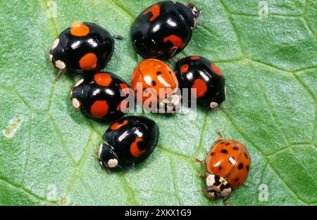 Harlequin COCCINELLE - gamme de morphs de couleur Banque D'Images