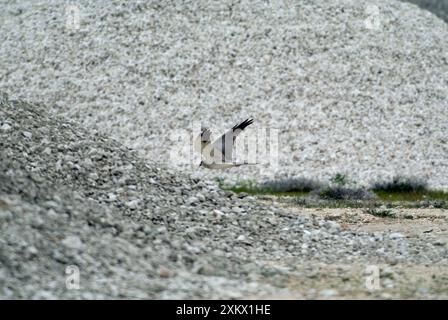 Pallid Harrier - homme adulte en vol Banque D'Images