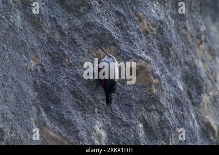 Wallcreeper - femelle Banque D'Images