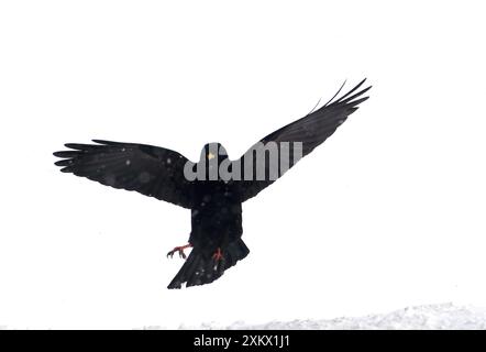 Alpine Chough, dans la neige tombante Banque D'Images