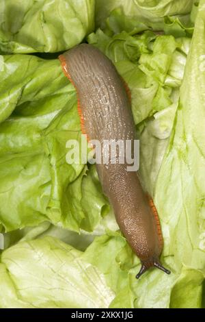 Common large Garden Slug - sur la laitue Banque D'Images