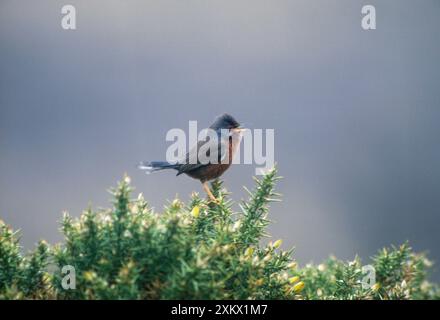 Dartford Warbler - perché sur Gorse, chantant. Avril Banque D'Images