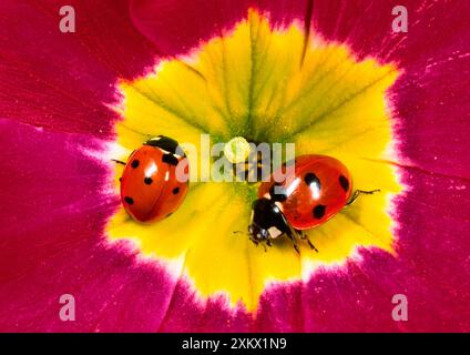 Coccinelles à sept taches - paire sur fleur Primula Banque D'Images