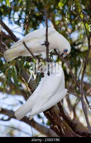 Cacatoès Corella Banque D'Images