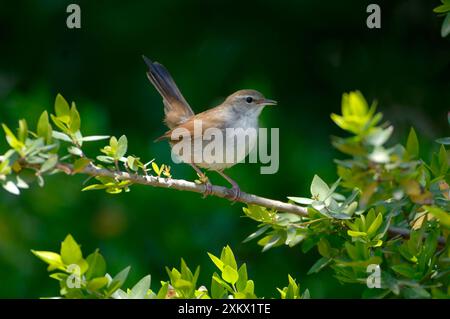 Cettis Warbler - affichage Banque D'Images