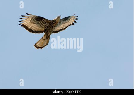 Honey Buzzard - sur la migration Banque D'Images