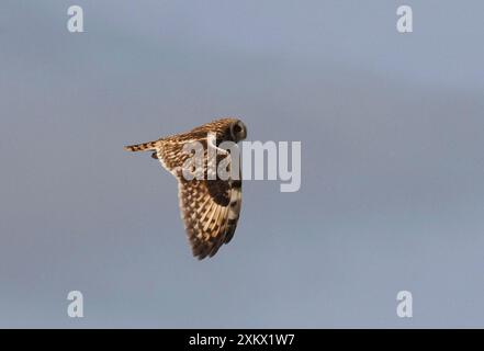 Hibou à oreilles courtes - en vol. Banque D'Images