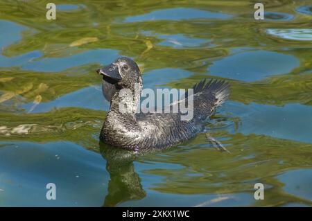 Musk Duck - mâle Banque D'Images