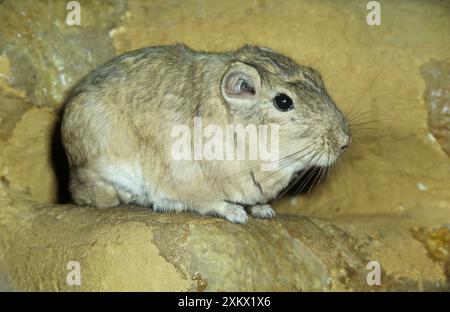 GUNDI Banque D'Images