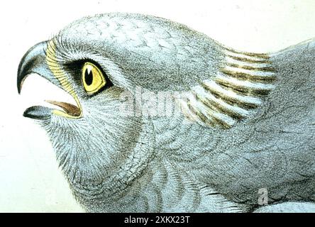 Illustration lithographique : Hen Harrier (homme) - de Banque D'Images