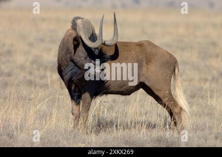 Black Wildebeest / GNU à queue blanche - taureau mature Banque D'Images