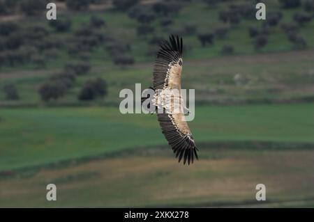 Griffon / Vulture européenne - en vol Banque D'Images