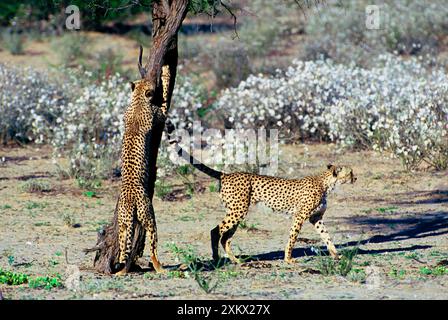 Guépard - Coalition de deux guépards masculins Banque D'Images