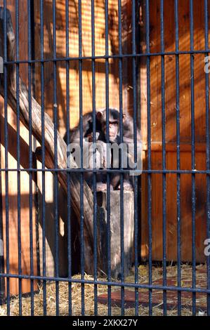 Chimpanzé, 20 ans en captivité (Varsovie 2005) Banque D'Images