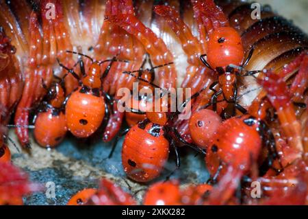 Millipede Assassin - Nymphes se nourrissant de millipèdes. Banque D'Images