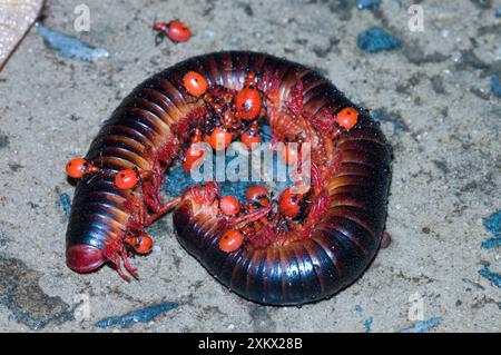 Millipede Assassin - Nymphes se nourrissant de millipèdes. Banque D'Images