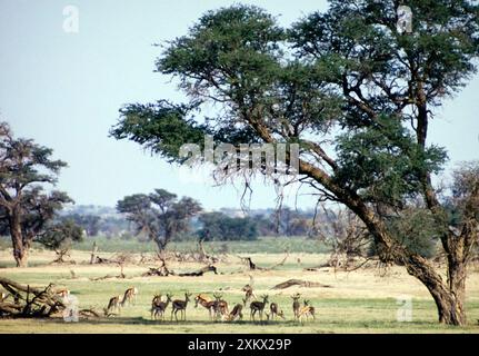 Troupeau de springbok reposant à l'ombre du camelthorn Banque D'Images