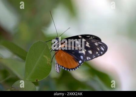 Hecales Longwing Butterfly Banque D'Images