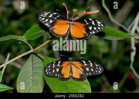 Hecales Longwing Butterfly Courtship Banque D'Images