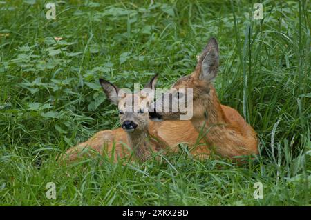 Roe Deer - toilettage Doe et enfant Banque D'Images